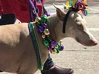 25th Annual Mardi Gras Dog Parade